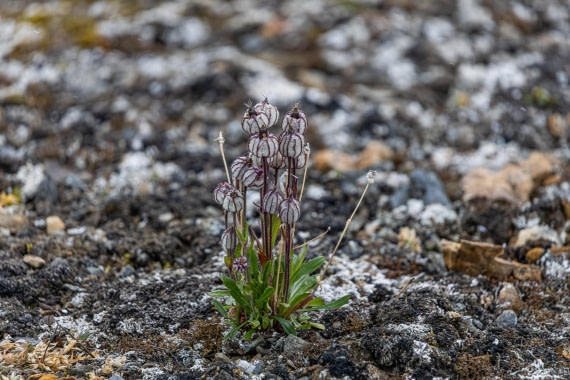 HDS10-25, Day 5, 5D5A1861 © Unknown photographer - Oceanwide Expeditions.jpg