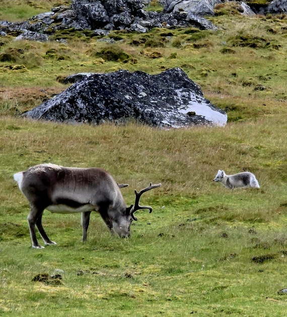 Artic fox and reindeer