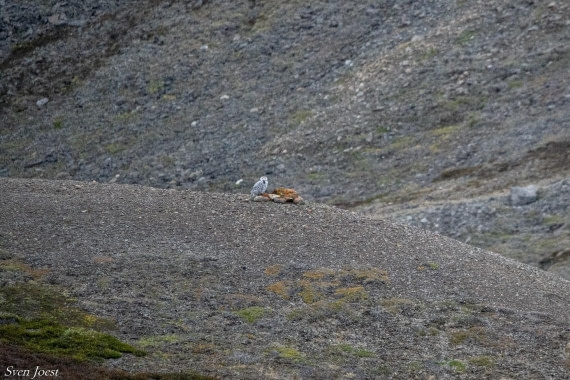 PLA11-25, Day 4, Snow owl © Sven Joest - Oceanwide Expeditions.jpg