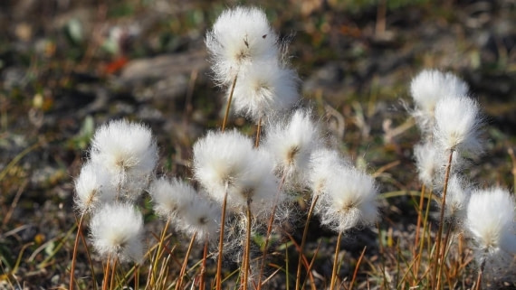 PLA11-25, Day 10, Flora © Unknown photographer - Oceanwide Expeditions.jpg