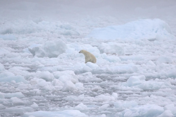 PLA11-25, Day 13, Polar bear (2) © Unknown photographer - Oceanwide Expeditions.jpg
