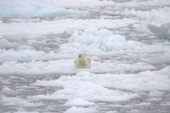 PLA11-25, Day 13, Polar bear © Unknown photographer - Oceanwide Expeditions.jpg