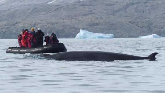 PLA11-25, Day 15, Zodiac and minke whale © Unknown photographer - Oceanwide Expeditions.jpg