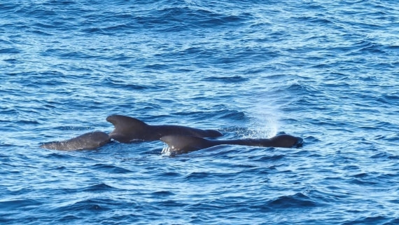PLA11-25, Day 17, Pilot whales © Unknown photographer - Oceanwide Expeditions.jpg