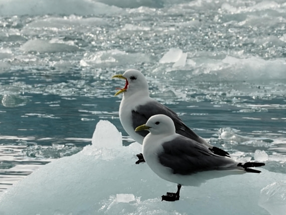 Yawning Black legged Kittiwake