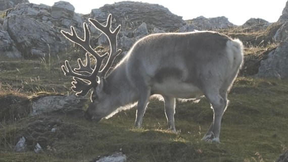 In Arctic Quiet, a Crown of Light