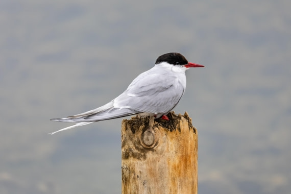 HDS11-25, Day 2, 5D5A2206 © Unknown photographer - Oceanwide Expeditions.jpg