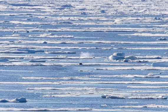 HDS11-25, Day 4, 5D5A2290 © Unknown photographer - Oceanwide Expeditions.jpg