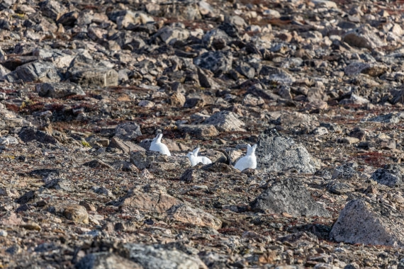 HDS11-25, Day 5, 5D5A2337 © Unknown photographer - Oceanwide Expeditions.jpg