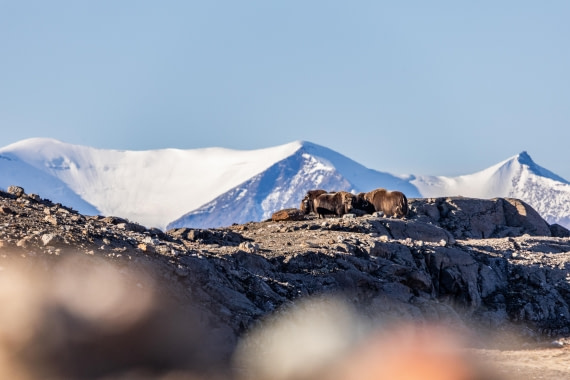 HDS11-25, Day 6, 5D5A2507 © Unknown photographer - Oceanwide Expeditions.jpg