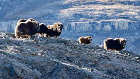 HDS11-25, Day 6, muskox-blomsterbugta-meikesjoer.JPG © Meike Sjoer - Oceanwide Expeditions.JPG