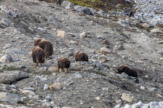 HDS11-25, Day 7, 5D5A2854 © Unknown photographer - Oceanwide Expeditions.jpg