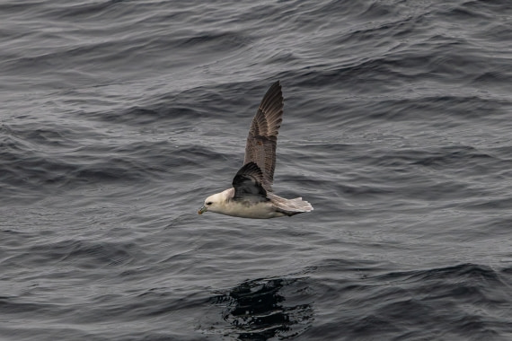 HDS11-25, Day 8, 5D5A2969 © Unknown photographer - Oceanwide Expeditions.jpg