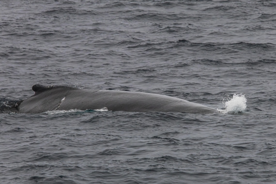 HDS11-25, Day 8, 5D5A2951 © Unknown photographer - Oceanwide Expeditions.jpg