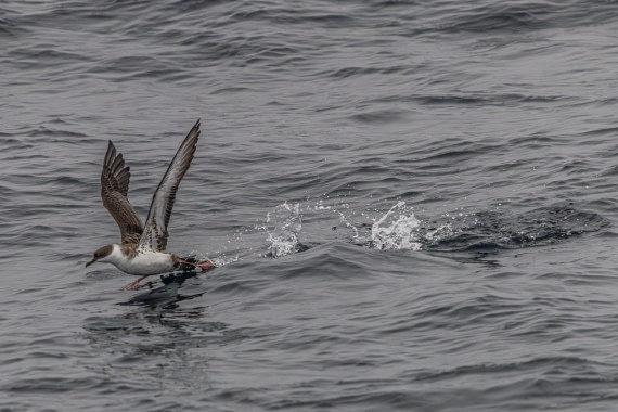 HDS11-25, Day 8, 5D5A2983 © Unknown photographer - Oceanwide Expeditions.jpg