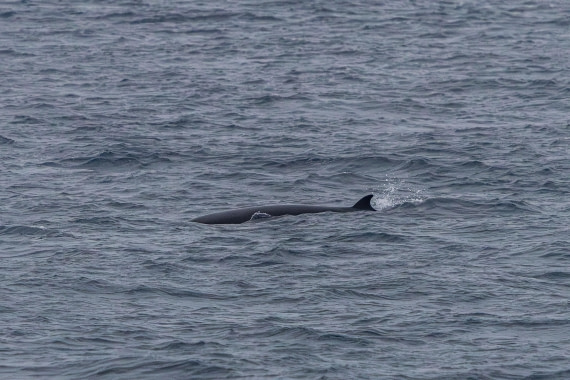 HDS11-25, Day 8, 5D5A3048 © Unknown photographer - Oceanwide Expeditions.jpg