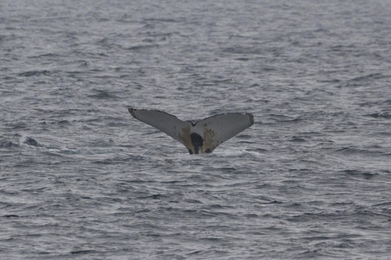 HDS11-25, Day 8, TripLog 30082025.jpg © Unknown photographer - Oceanwide Expeditions.jpg