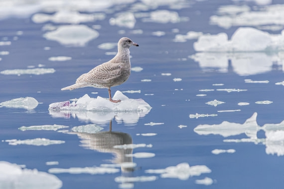 HDS11-25, Day 9, 5D5A3081 © Unknown photographer - Oceanwide Expeditions.jpg