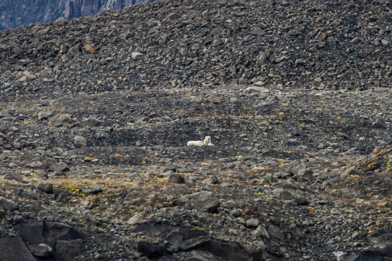 HDS11-25, Day 9, 5D5A3106 © Unknown photographer - Oceanwide Expeditions.jpg