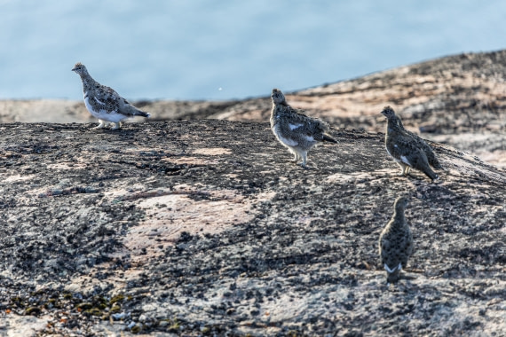 HDS11-25, Day 10, 5D5A3258 © Unknown photographer - Oceanwide Expeditions.jpg