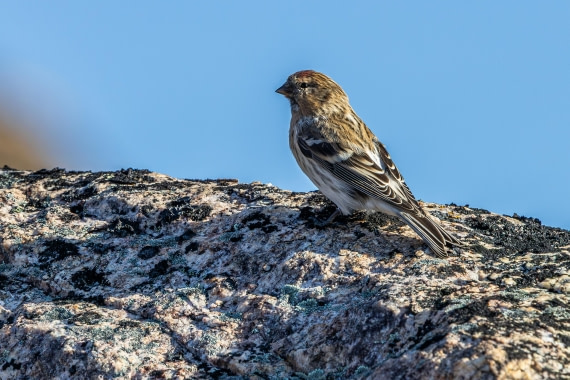 HDS11-25, Day 10, 5D5A3265 © Unknown photographer - Oceanwide Expeditions.jpg