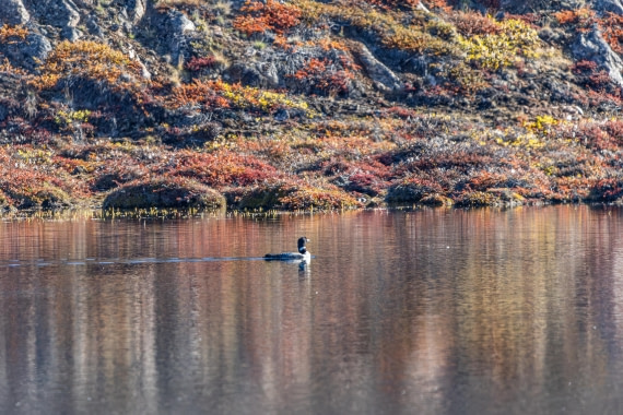 HDS11-25, Day 10, 5D5A3330 © Unknown photographer - Oceanwide Expeditions.jpg