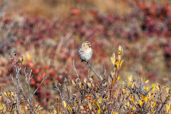 HDS11-25, Day 10, 5D5A3345 © Unknown photographer - Oceanwide Expeditions.jpg