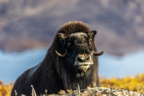 HDS11-25, Day 10, 5D5A3363 © Unknown photographer - Oceanwide Expeditions.jpg