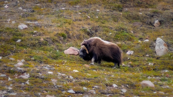 HDS11-25, Day 12, RLO_5835.jpg © Alexander Romanovski - Oceanwide Expeditions.jpg