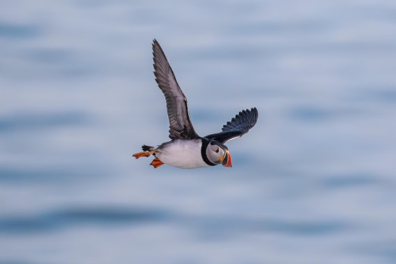 Circling Puffin