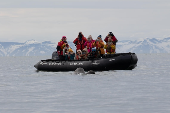 Close Walrus encounter