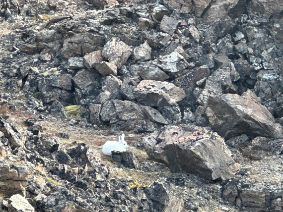 OTL12-25, Day 7, IMG_5796.jpeg © Unknown photographer - Oceanwide Expeditions.jpeg