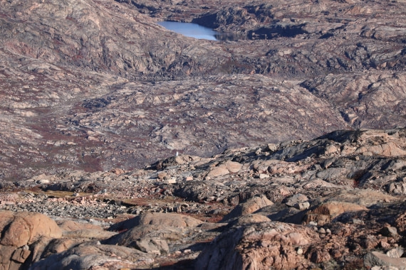 OTL12-25, Day 1, Snowy Owl.JPG © Beth Hitchcock - Oceanwide Expeditions.JPG