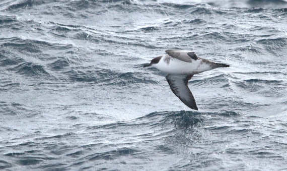 OTL12-25, Day 2, IMG_9112.JPG © Unknown photographer - Oceanwide Expeditions.JPG