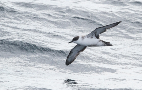 OTL12-25, Day 2, IMG_9162.JPG © Unknown photographer - Oceanwide Expeditions.JPG