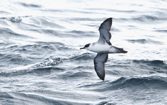 OTL12-25, Day 2, IMG_9183.JPG © Unknown photographer - Oceanwide Expeditions.JPG