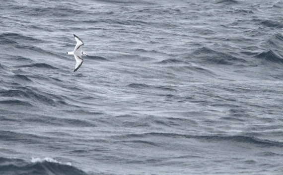 OTL12-25, Day 2, IMG_9247.JPG © Unknown photographer - Oceanwide Expeditions.JPG