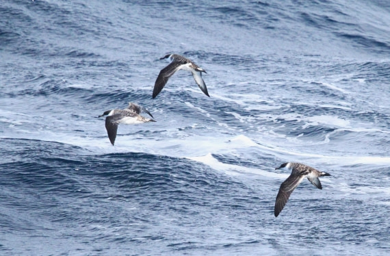 OTL12-25, Day 2, IMG_9319.JPG © Unknown photographer - Oceanwide Expeditions.JPG