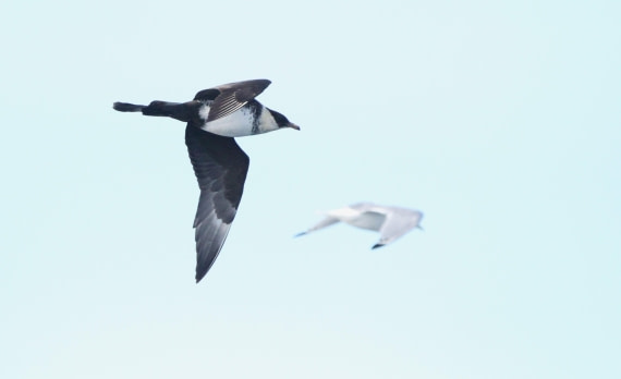 OTL12-25, Day 2, IMG_9410.JPG © Unknown photographer - Oceanwide Expeditions.JPG