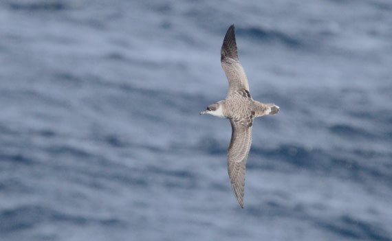 OTL12-25, Day 2, IMG_9424.JPG © Unknown photographer - Oceanwide Expeditions.JPG