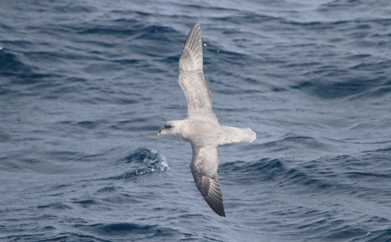 OTL12-25, Day 2, IMG_9447.JPG © Unknown photographer - Oceanwide Expeditions.JPG