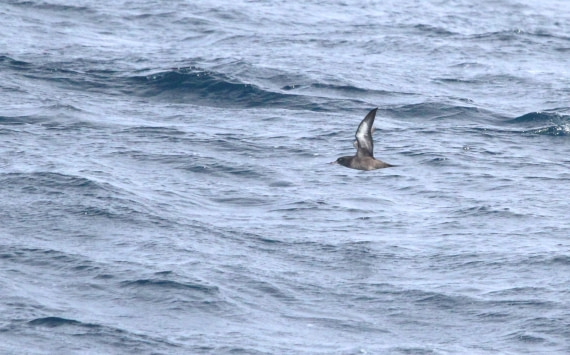 OTL12-25, Day 2, IMG_9531.JPG © Unknown photographer - Oceanwide Expeditions.JPG