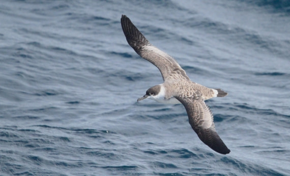 OTL12-25, Day 2, IMG_9596.JPG © Unknown photographer - Oceanwide Expeditions.JPG