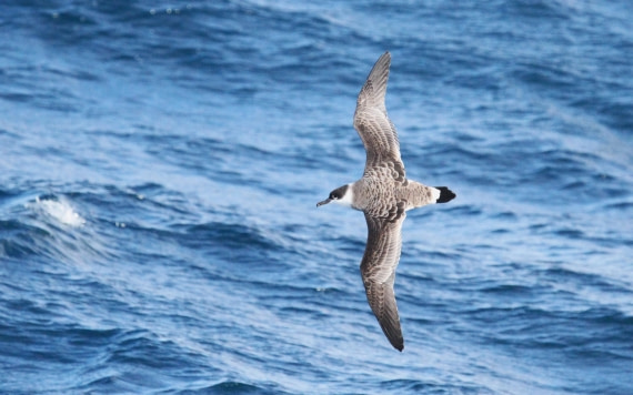 OTL12-25, Day 2, IMG_9605.JPG © Unknown photographer - Oceanwide Expeditions.JPG