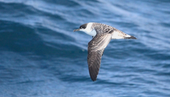 OTL12-25, Day 2, IMG_9621.JPG © Unknown photographer - Oceanwide Expeditions.JPG