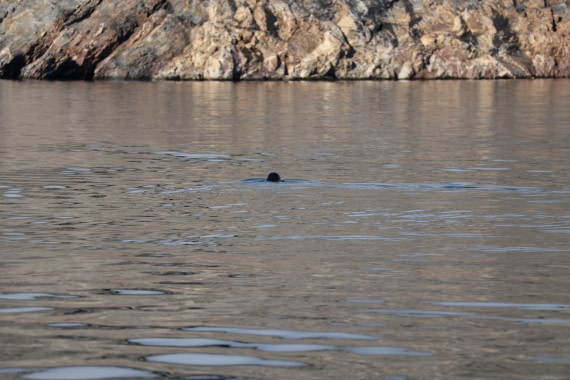 OTL12-25, Day 4, IMG_3671.JPG © Beth Hitchcock - Oceanwide Expeditions.JPG