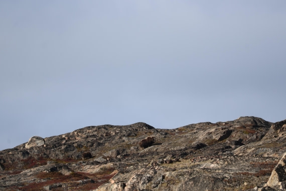 OTL12-25, Day 4, IMG_3677.JPG © Beth Hitchcock - Oceanwide Expeditions.JPG