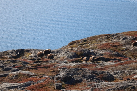 OTL12-25, Day 4, IMG_3731.JPG © Beth Hitchcock - Oceanwide Expeditions.JPG