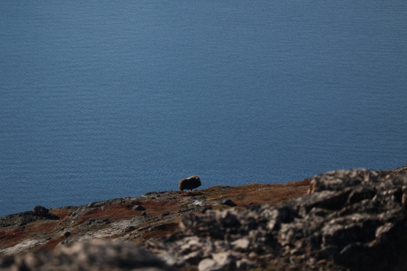 OTL12-25, Day 4, IMG_3733.JPG © Beth Hitchcock - Oceanwide Expeditions.JPG