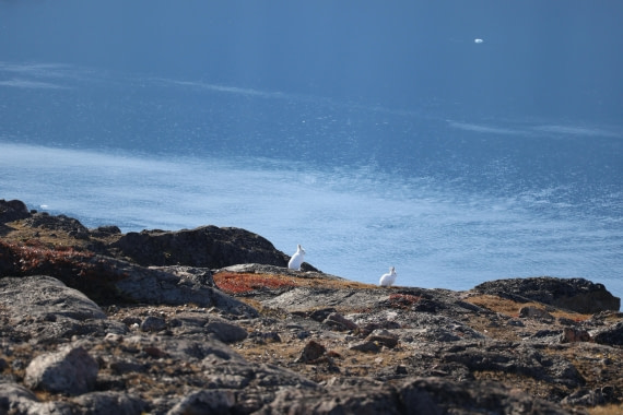 OTL12-25, Day 4, IMG_3750.JPG © Beth Hitchcock - Oceanwide Expeditions.JPG